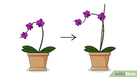 Tutoriels/Floriculture